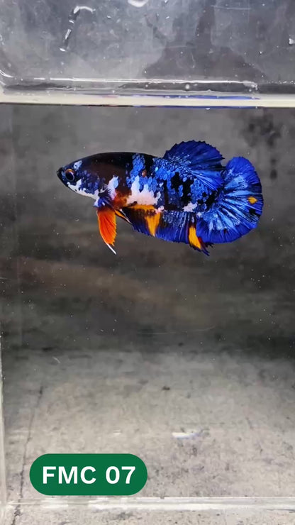 Multicolor Female Betta Fish | You Pick Fish | High Grade