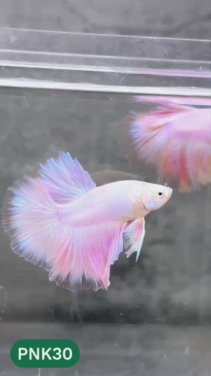 Pink Halfmoon Male Betta Fish | You Pick Fish | Order Directly From Farm