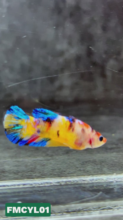 Multicolor Yellow Base Female Betta Fish | You Pick Fish  | High Grade