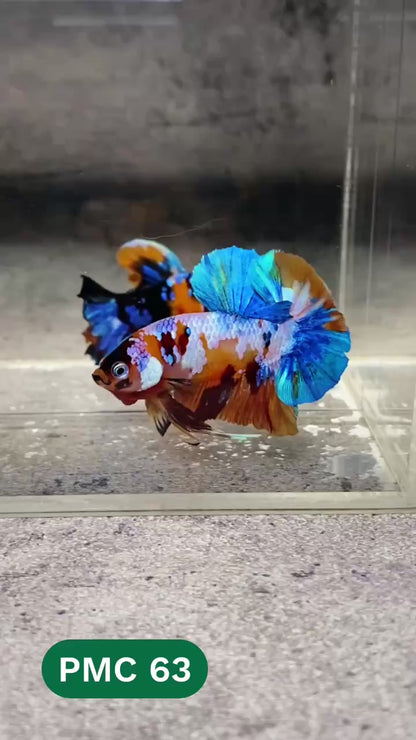 Multicolor Plakat Male Betta Fish |Show Grade|  You Pick Fish