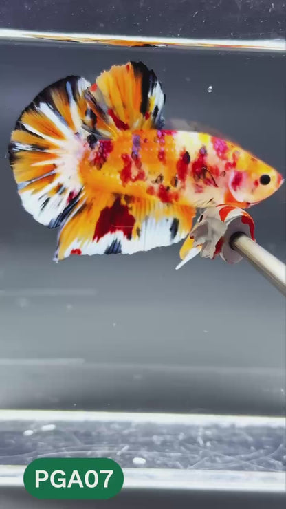King Giant Plakat Male Betta Fish | You Pick Fish | High Grade
