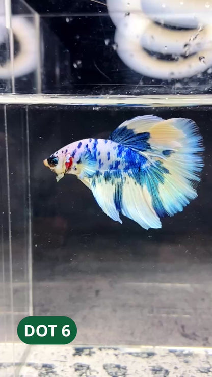 Blue Marble Dot Halfmoon Male Betta Fish | Order Directly From Farm | You Pick Fish