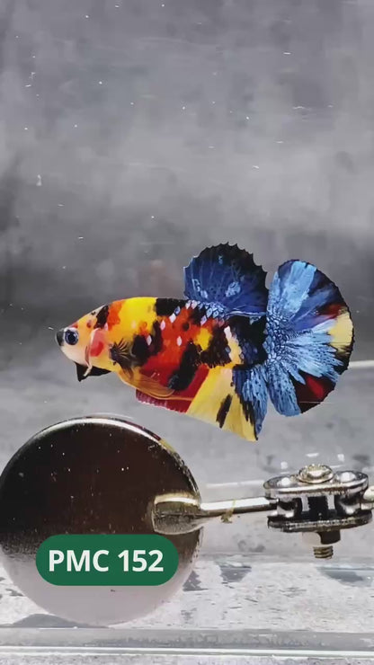 Multicolor Plakat Male Betta Fish |Show Grade|  You Pick Fish