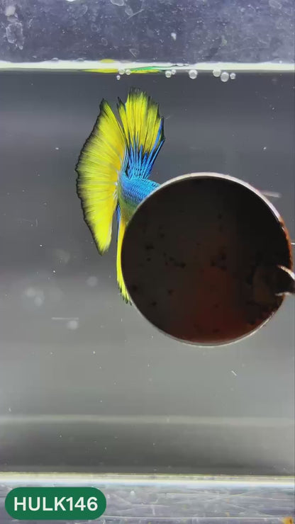 Black Hulk Halfmoon Male Betta Fish | You Pick Fish
