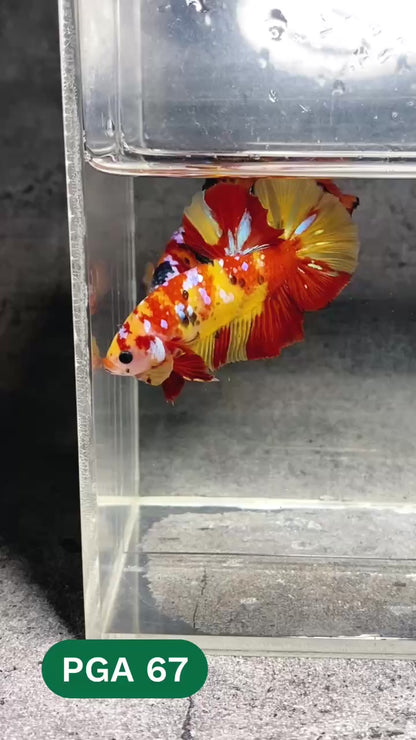 King Giant Plakat Male Betta Fish | You Pick Fish | High Grade