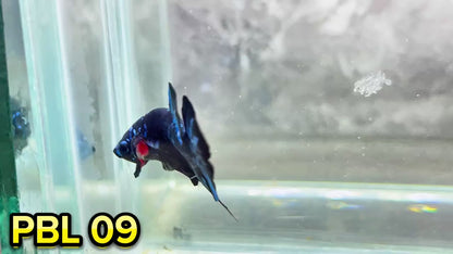 Black Star Nebula Plakat Betta | You Pick Betta | High Grade