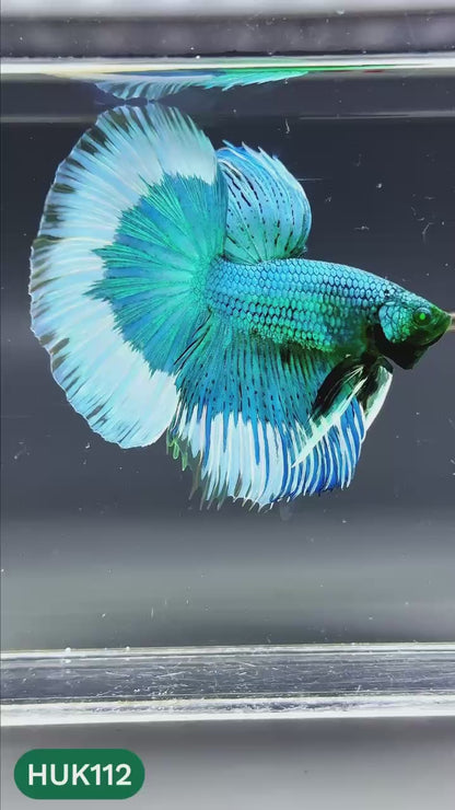 Black Hulk Halfmoon Male Betta Fish | You Pick Fish