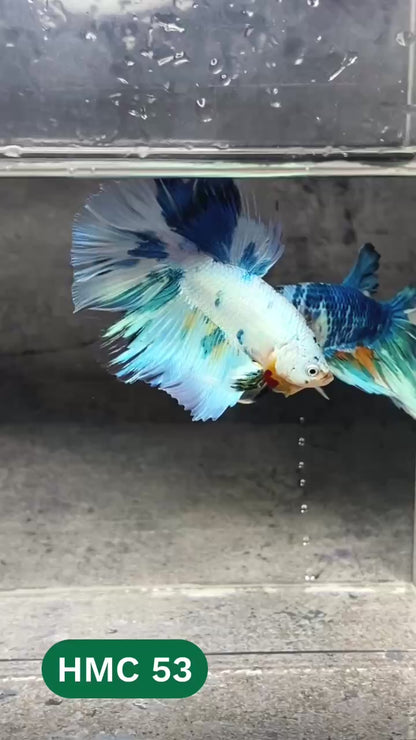 Multicolor Halfmoon Male Betta Fish | High Grade | Order Directly From Farm |  You Pick Fish |