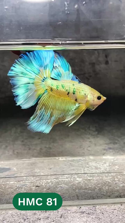 Multicolor Halfmoon Male Betta Fish | High Grade | Order Directly From Farm |  You Pick Fish |