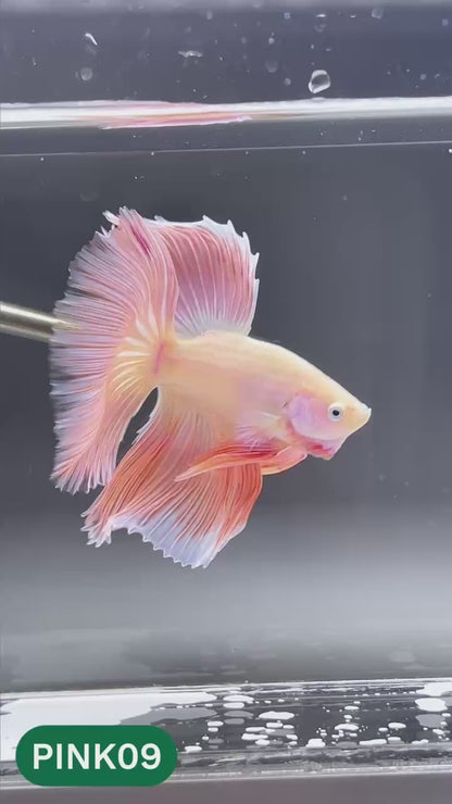 Pink Halfmoon Male Betta Fish | You Pick Fish | Order Directly From Farm