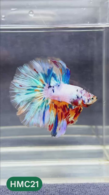 Multicolor Halfmoon Male Betta Fish | Order Directly From Farm | You Pick Fish