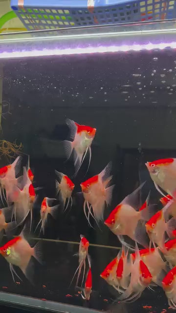 Koi Albino Red Cap Angelfish