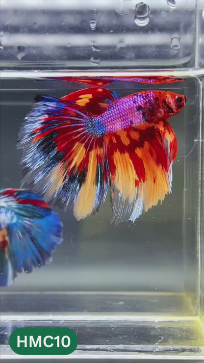 Multicolor Halfmoon Male Betta Fish | High Grade | Order Directly From Farm |  You Pick Fish |