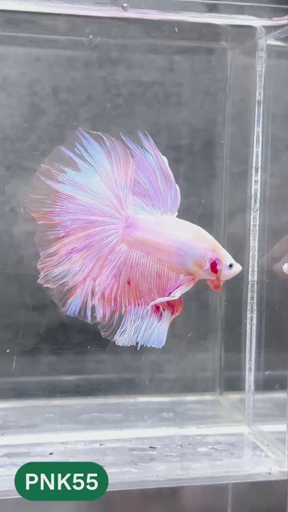 Pink Halfmoon Male Betta Fish | You Pick Fish | Order Directly From Farm