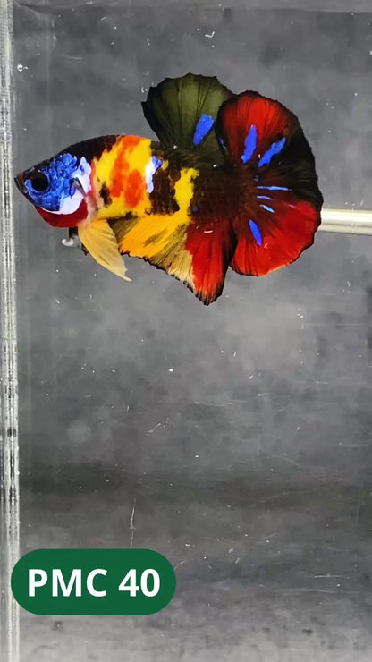 Multicolor Plakat Male Betta Fish |Show Grade|  You Pick Fish