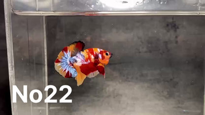 Multicolor Plakat Male Betta Fish |Show Grade|  You Pick Fish