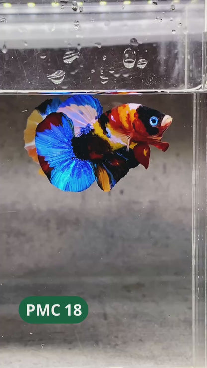 Multicolor Plakat Male Betta Fish |Show Grade|  You Pick Fish
