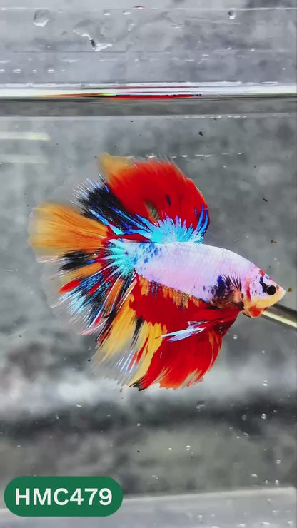 Multicolor Halfmoon Male Betta Fish | High Grade | Order Directly From Farm |  You Pick Fish |