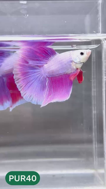 Purple Halfmoon Male Betta Fish | You Pick Fish | Order Directly From Farm