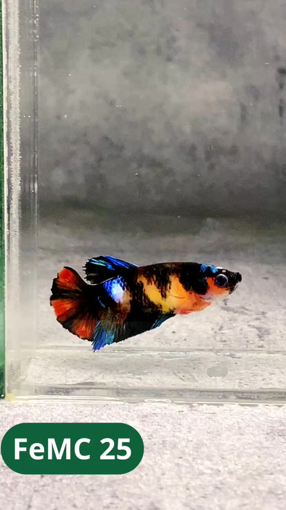 Multicolor Female Betta Fish | You Pick Fish | High Grade