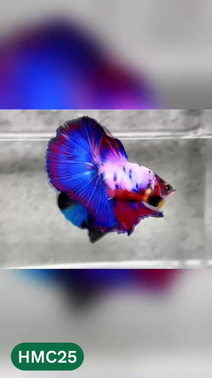 Multicolor Halfmoon Male Betta Fish | High Grade | Order Directly From Farm |  You Pick Fish |