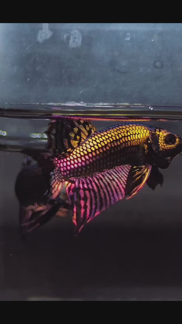 Wild Alien Copper Male Betta Fish — Swimming Video