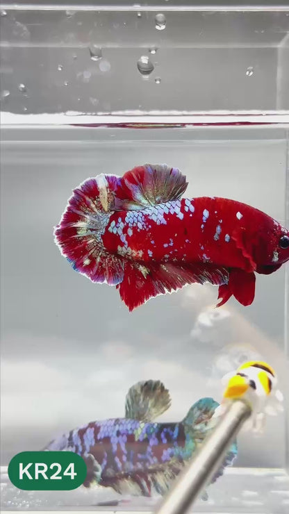 Golden Star Dust Galaxy Plakat Male Betta Fish | Super Rare | You Pick Fish
