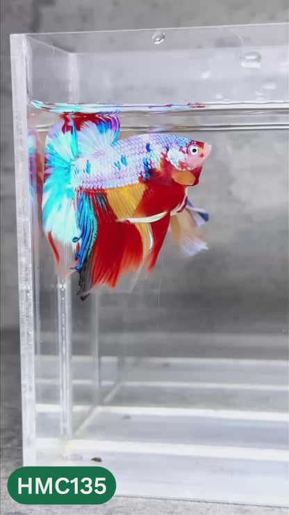 Multicolor Halfmoon Male Betta Fish | High Grade | Order Directly From Farm |  You Pick Fish |