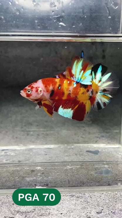 King Giant Plakat Male Betta Fish | You Pick Fish | High Grade