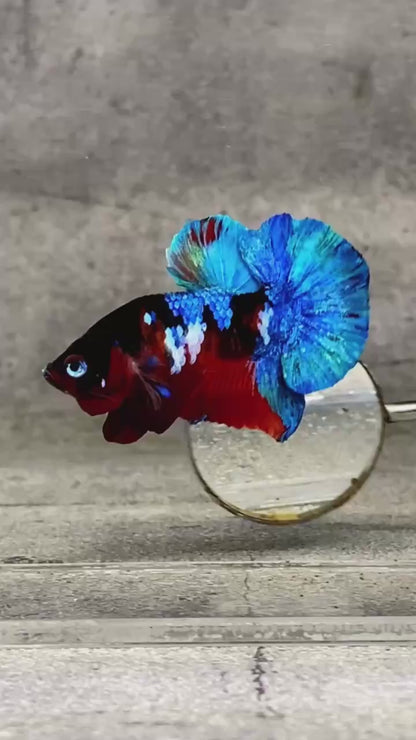 Multicolor Plakat Male Betta Fish |Show Grade|  You Pick Fish