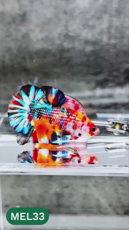 Metallic Plakat Betta Fish | You Pick Betta | Exotic Fish