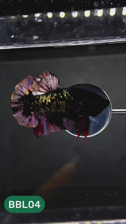 Black Panther Plakat Male Betta Fish | You Pick Fish | Rare Betta
