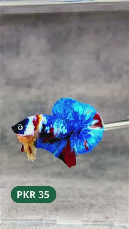 Multicolor Yellow Base Plakat Male Betta Fish | Order Directly From Farm |  You Pick Fish