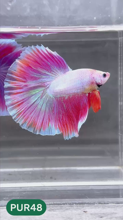 Purple Halfmoon Male Betta Fish | You Pick Fish | Order Directly From Farm