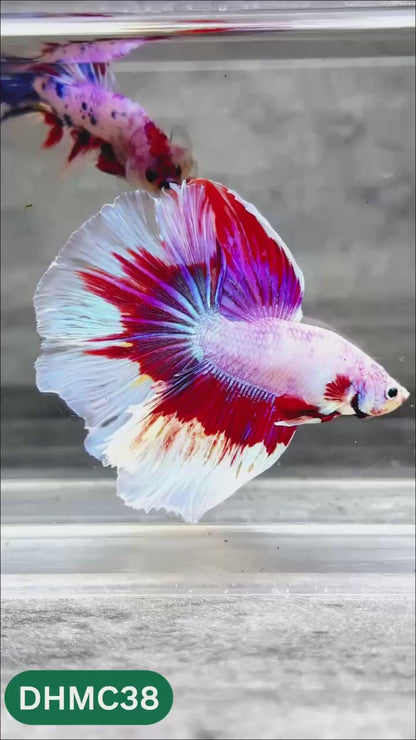 Multicolor Halfmoon Male Betta Fish | Order Directly From Farm | You Pick Fish