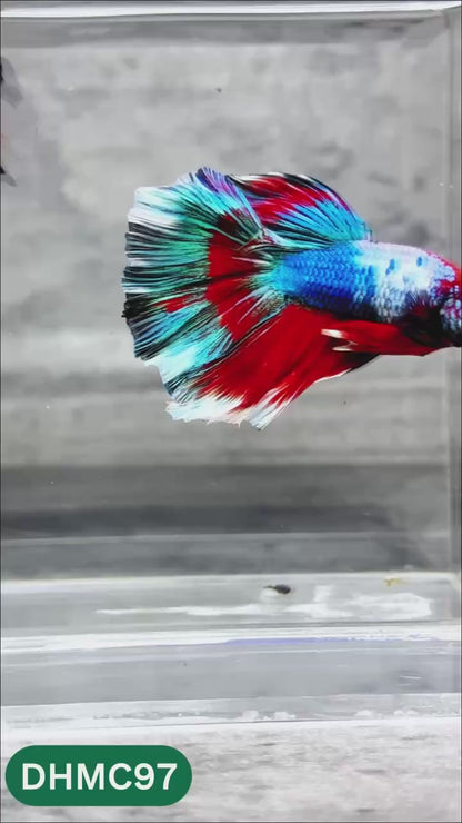 Multicolor Halfmoon Male Betta Fish | Order Directly From Farm | You Pick Fish