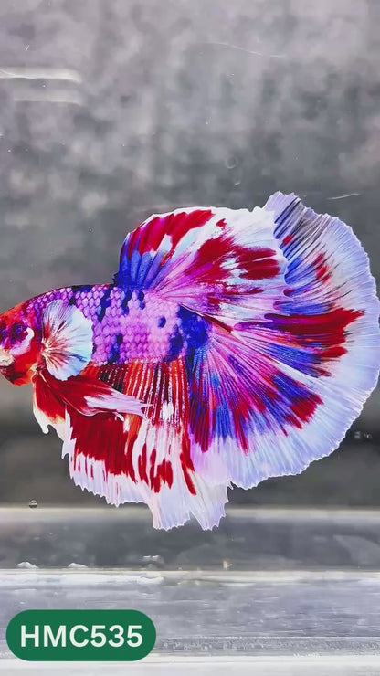Nemo Halfmoon Male Betta Fish | Order Directly From Farm | You Pick Fish