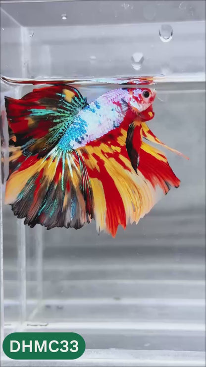 Multicolor Halfmoon Male Betta Fish | Order Directly From Farm | You Pick Fish