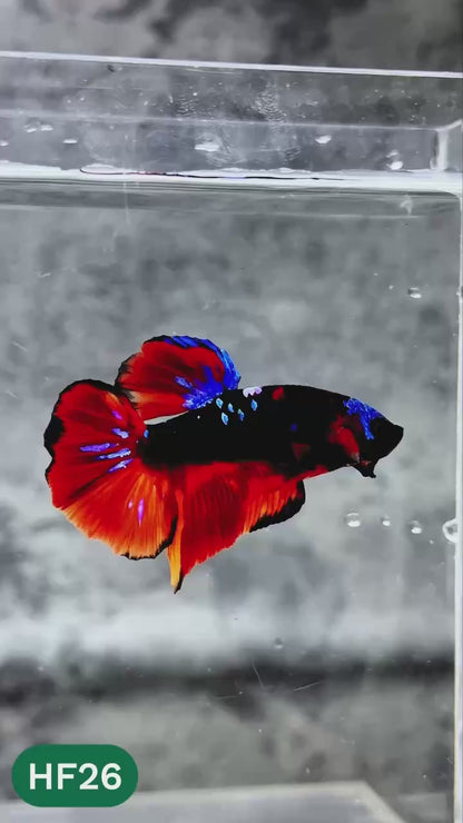 Dark Flame Hellfire Plakat Male Betta Fish | You Pick Fish | Rare Betta