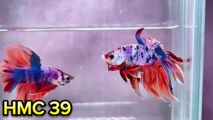 Multicolor Halfmoon Male Betta Fish | Order Directly From Farm | You Pick Fish