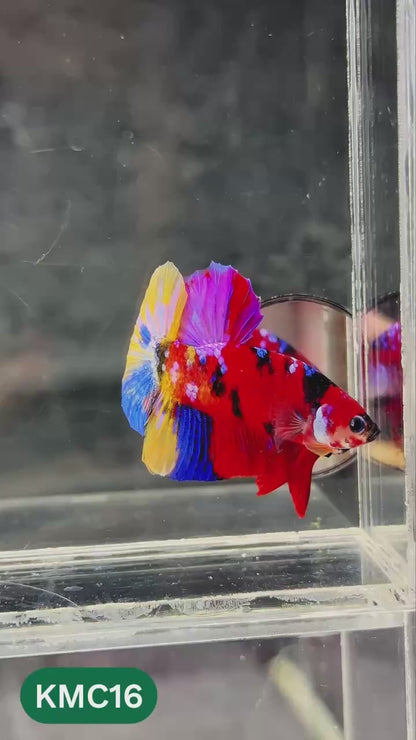 Multicolor Yellow Base Plakat Male Betta Fish | Order Directly From Farm |  You Pick Fish