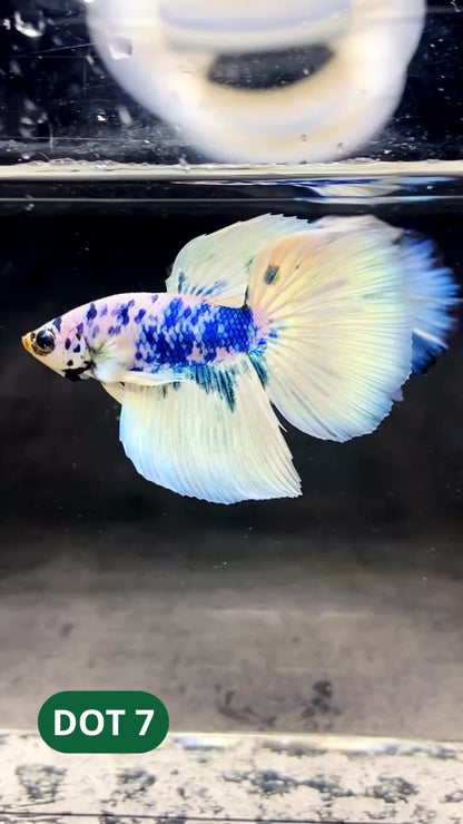 Blue Marble Dot Halfmoon Male Betta Fish | Order Directly From Farm | You Pick Fish