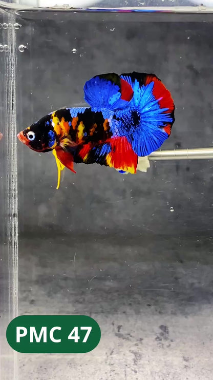 Multicolor Plakat Male Betta Fish |Show Grade|  You Pick Fish