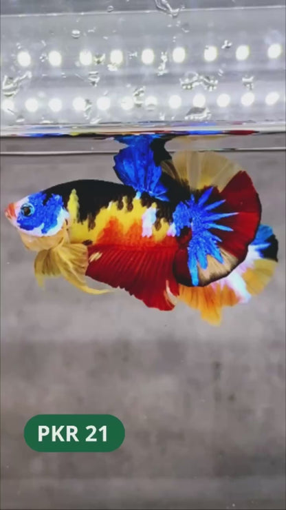 Multicolor Yellow Base Plakat Male Betta Fish | Order Directly From Farm |  You Pick Fish