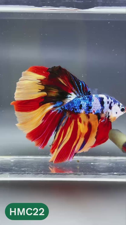 Multicolor Halfmoon Male Betta Fish | High Grade | Order Directly From Farm |  You Pick Fish |