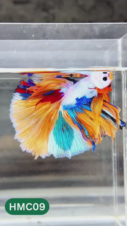 Nemo Halfmoon Male Betta Fish | Order Directly From Farm | You Pick Fish