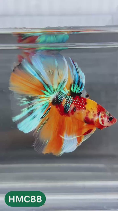 Multicolor Halfmoon Male Betta Fish | Order Directly From Farm | You Pick Fish