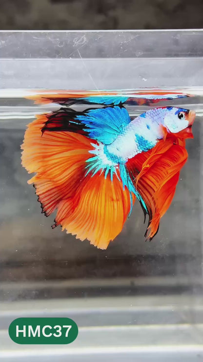 Nemo Halfmoon Male Betta Fish | Order Directly From Farm | You Pick Fish