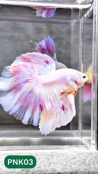 Pink Halfmoon Male Betta Fish | You Pick Fish | Order Directly From Farm