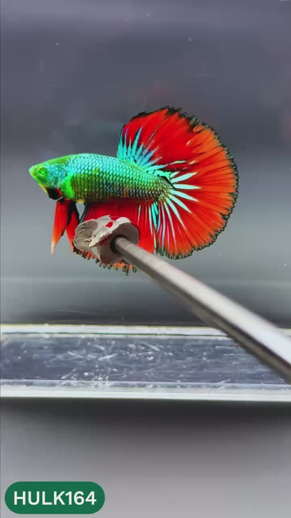 Black Hulk Halfmoon Male Betta Fish | You Pick Fish